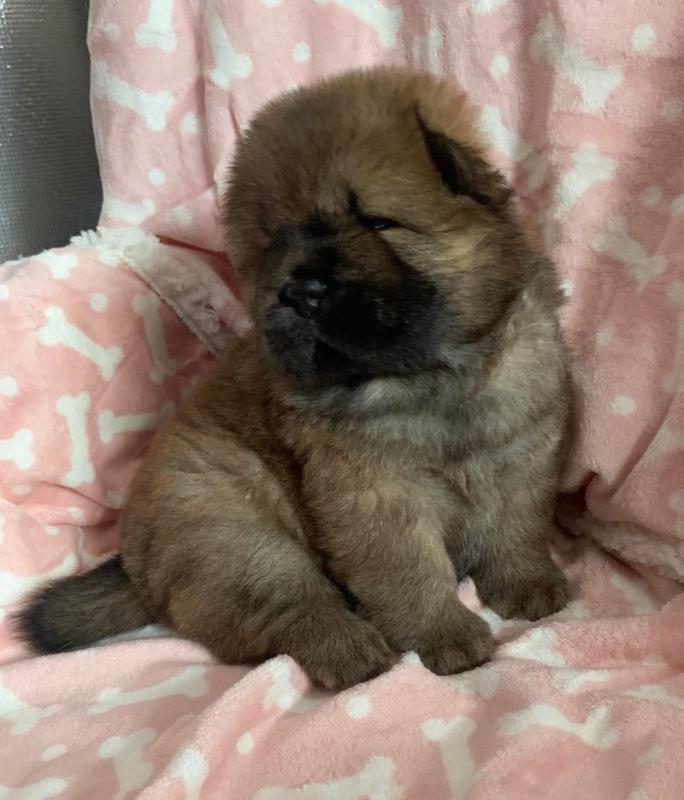 Gorgeous Chunky KC Chow Chow Puppies (Delivery Possible) !! Image eClassifieds4u