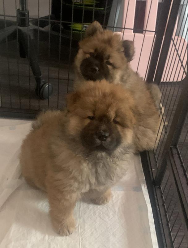 Gorgeous Chunky KC Chow Chow Puppies (Delivery Possible) !! Image eClassifieds4u