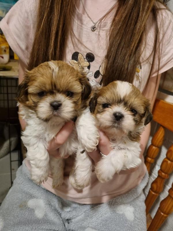 Gorgeous Full Pedigree Shih Tzu Puppies Image eClassifieds4u