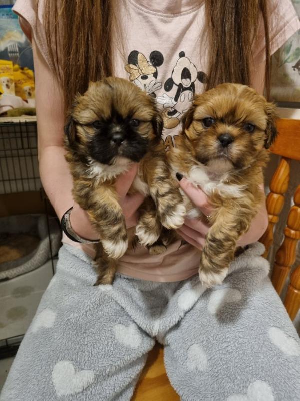 Gorgeous Full Pedigree Shih Tzu Puppies Image eClassifieds4u