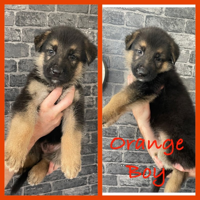 Gorgeous German Shepherd puppies Image eClassifieds4u