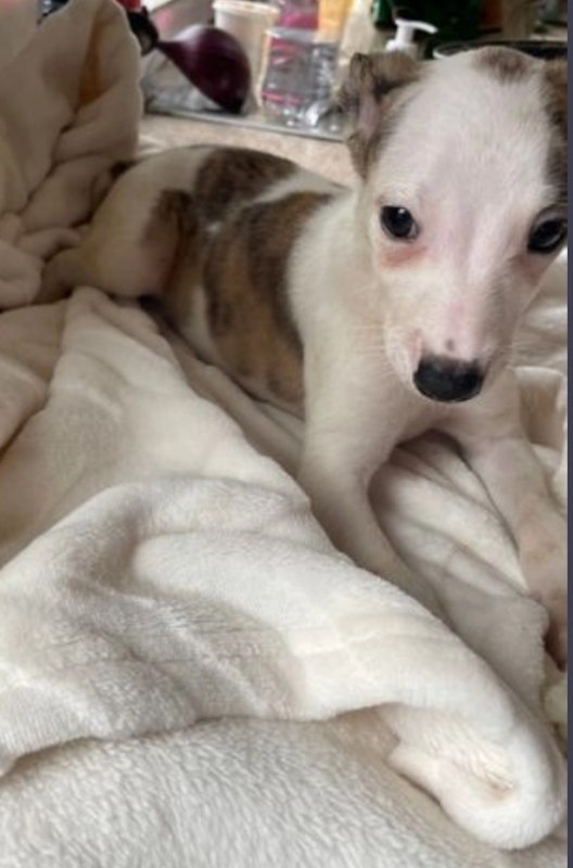 Gorgeous Litter of Whippets puppies for sale Image eClassifieds4u