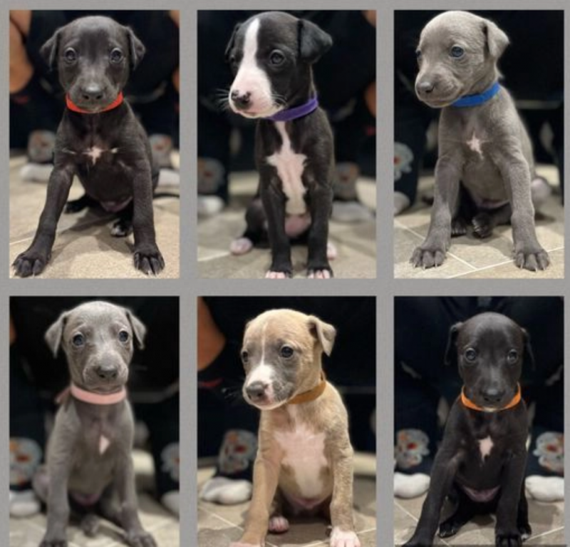 Gorgeous Litter of Whippets puppies for sale Image eClassifieds4u