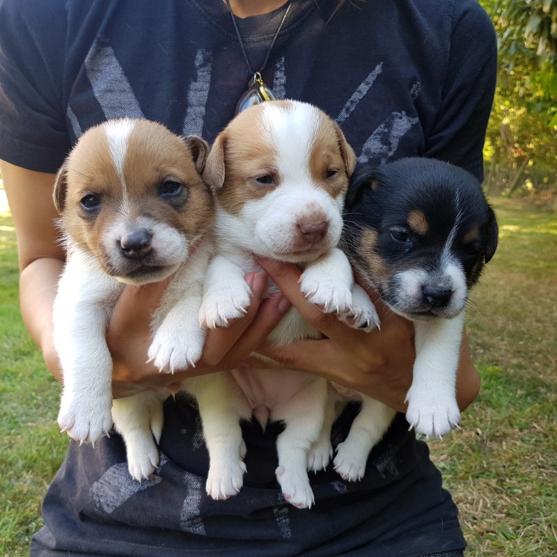 Jack Russell puppies for loving homes Image eClassifieds4u
