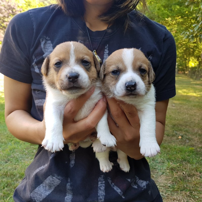 Jack Russell puppies for loving homes Image eClassifieds4u