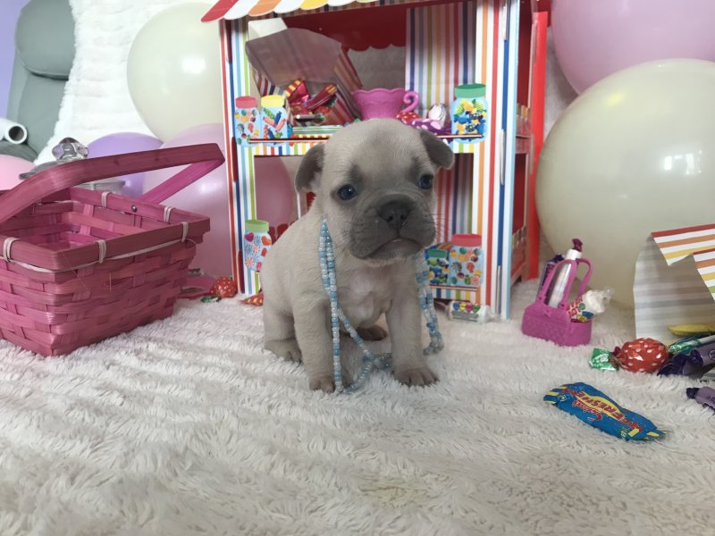 Kc Pedigree French Bulldog Puppies Image eClassifieds4u