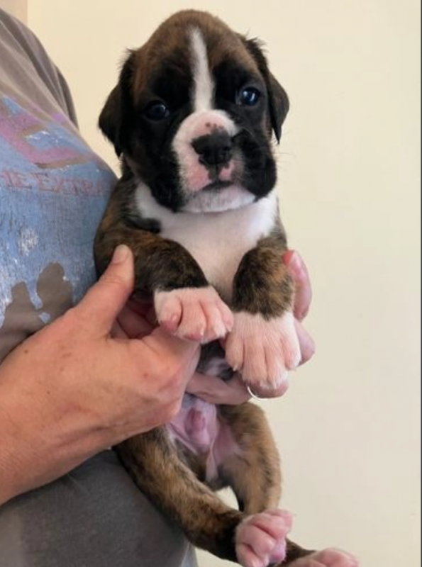 KC Registered Boxer Pups For Sale Image eClassifieds4u