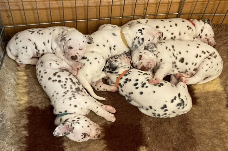 Liver and White Dalmatian Puppies Image eClassifieds4u