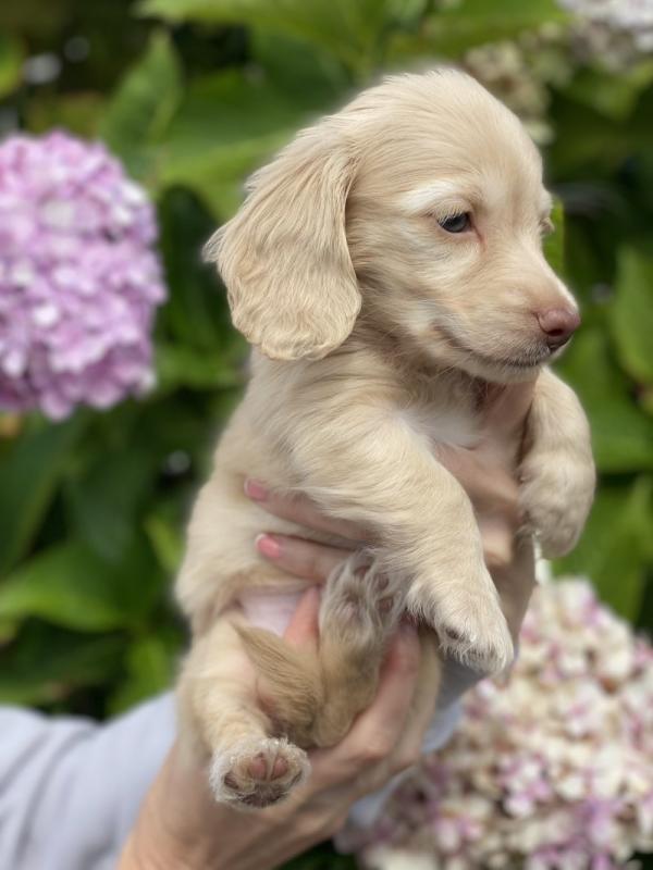 Long haired Cream and Dapple Miniature Dachshund puppies Image eClassifieds4u