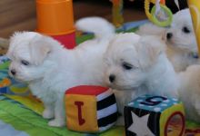 ❤️❤️ Maltese puppies ready for loving homes ❤️❤️ Image eClassifieds4u 3
