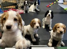 Adorable C0CKER SPANIEL puppies Image eClassifieds4u 3