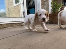 Adorable C0CKER SPANIEL puppies Image eClassifieds4u 1