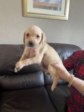 Adorable Labrador Retriever puppies Image eClassifieds4u 3