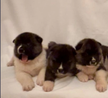 American Akita puppies. Image eClassifieds4u 3