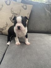 Beautiful Boston Terrier Puppies ready now !! Image eClassifieds4u 3