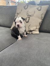 Beautiful Boston Terrier Puppies ready now !! Image eClassifieds4u 2
