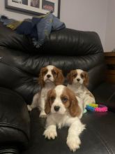 Beautiful Cavalier King Charles Spaniel Puppies Image eClassifieds4u 3