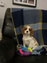 Beautiful Cavalier King Charles Spaniel Puppies Image eClassifieds4u 2