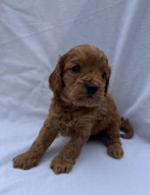 Beautiful health tested Cavapoo puppies Image eClassifieds4u 3