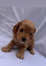 Beautiful health tested Cavapoo puppies Image eClassifieds4u 1