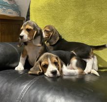 Beautiful KC Registered Beagle Puppies Image eClassifieds4u 4