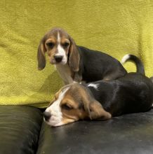 Beautiful KC Registered Beagle Puppies Image eClassifieds4u 3
