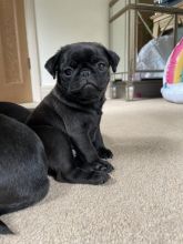 Beautiful litter of Pug puppies Image eClassifieds4u 2