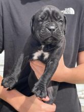 Beautiful Litter Of Pure Bred Cane Corso puppies Image eClassifieds4u 3