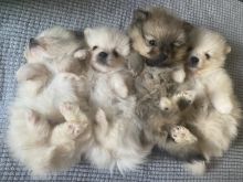 BEST QUALITY POMERANIAN PUPPIES Image eClassifieds4u 2