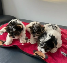 Biewer Terrier Pups now good to go to their forever homes! Image eClassifieds4u 3