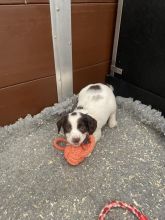 English Springer Spaniels Puppies Image eClassifieds4u 2