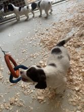 English Springer Spaniels Puppies Image eClassifieds4u 3