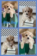 Fluffy Maltipoo puppies ready Image eClassifieds4u 2