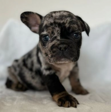 French Bulldog Puppies - CAN VIEW THIS WEEKEND Image eClassifieds4u 3