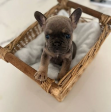 French Bulldog Puppies - CAN VIEW THIS WEEKEND Image eClassifieds4u 1
