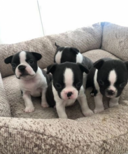 Gorgeous Boston pups for sale Image eClassifieds4u 4
