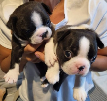 Gorgeous Boston pups for sale Image eClassifieds4u 3