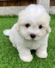 Gorgeous Boston pups for sale Image eClassifieds4u 2