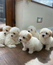 Gorgeous Boston pups for sale Image eClassifieds4u 1