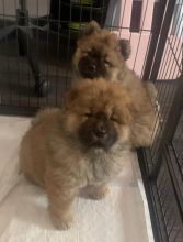 Gorgeous Chunky KC Chow Chow Puppies (Delivery Possible) !! Image eClassifieds4u 3
