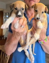 Gorgeous Litter of Whippets puppies for sale Image eClassifieds4u 2