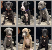 Gorgeous Litter of Whippets puppies for sale Image eClassifieds4u 1