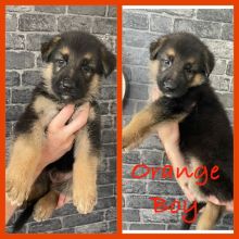 Healthy German Shepherd Puppies Image eClassifieds4u 2