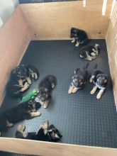 Healthy German Shepherd Puppies Image eClassifieds4u 3