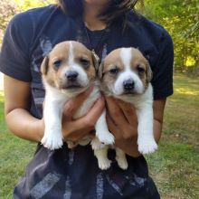 Jack Russell puppies for loving homes Image eClassifieds4u 3