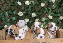 Kc Reg Standard English Bulldog Puppies Image eClassifieds4u 3