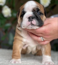 Kc Reg Standard English Bulldog Puppies Image eClassifieds4u 2