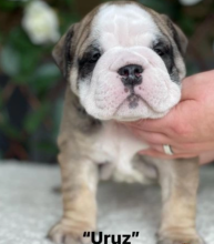 Kc Reg Standard English Bulldog Puppies Image eClassifieds4u 1