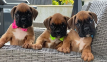 KC Registered Boxer Pups For Sale Image eClassifieds4u 2