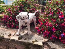 Liver and White Dalmatian Puppies Image eClassifieds4u 2